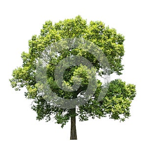 Trees isolated on white