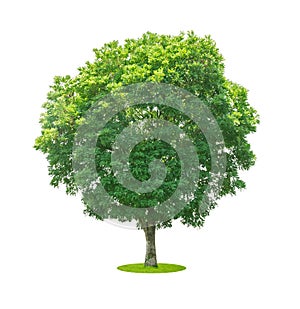 Trees isolated on white