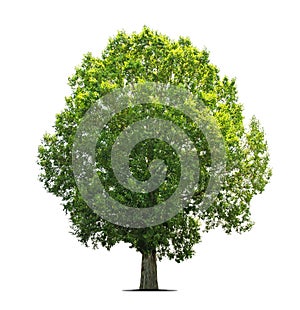 Trees isolated on white