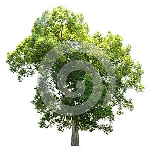 Trees isolated on white