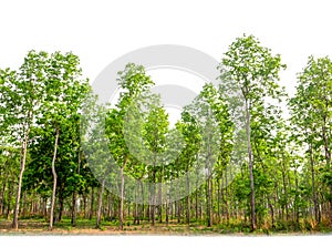 Trees isolated on white background. Forest and foliage in summer.