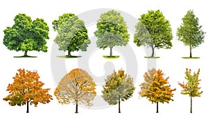 Trees isolated white background Oak maple linden birch