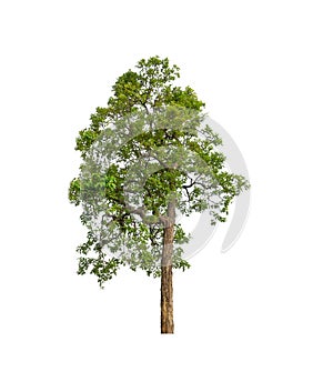 Trees that are isolated on a white background are suitable for both printing and web pages