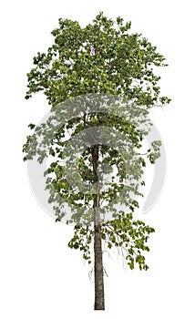 Trees that are isolated on a white background are suitable for both printing and web pages .