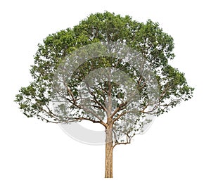 Trees that are isolated on a white background are suitable for both printing and web pages .