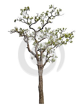 Trees that are isolated on a white background are suitable for both printing and web pages .