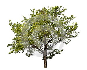 Trees that are isolated on a white background are suitable for both printing and web pages .