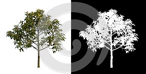 tree isolated on a white background are suitable for both printinga photo