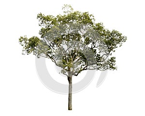 Trees isolated on white background, tropical trees isolated used for design, with clipping path