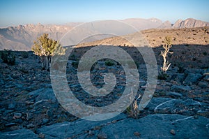 Trees on Jabal Shams Mountain, grand canyon of middle east, Oman