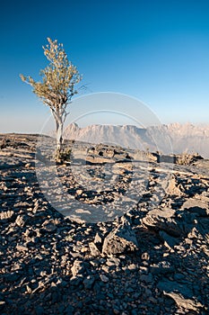 Trees on Jabal Shams Mountain, grand canyon of middle east, Oman
