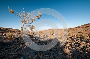 Trees on Jabal Shams Mountain, grand canyon of middle east, Oman