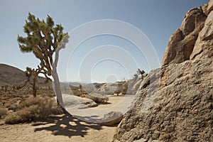 and trees in Joshua tree national park