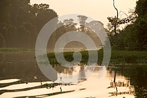 Trees and jungle on the Catatumbo River, Lake Maracaibo, Venezue photo
