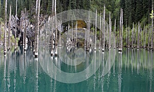 Trees in Kaindy Lake, Kazakhstan