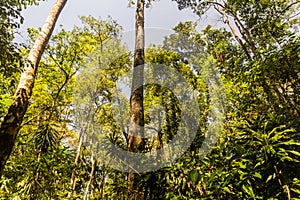 Trees in Kakamega Forest Reserve, Ken photo