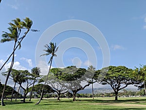 Trees of Kapiolani Park at during day