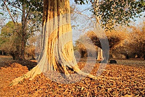 trees - khone island - laos