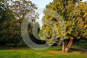 Trees in The Knoll, a small park in Hayes, Kent, UK