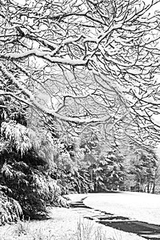 Trees laden with fresh wet snow.CR2