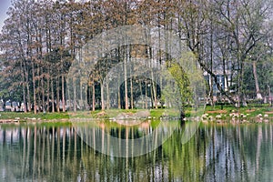 trees by the lake