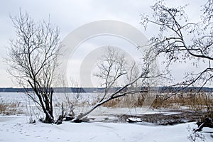 Trees by the lake. Coast of lake with cane in winter. Scenic landscape of winter morning in Jugla lake in Latvia