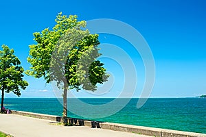 Trees by Lake Constance at Germany