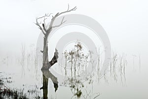 Trees in a lake of fog