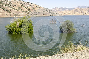 Trees in Lake Kaweah