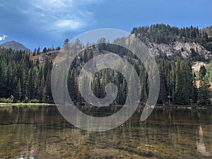 Trees in Lake reflection