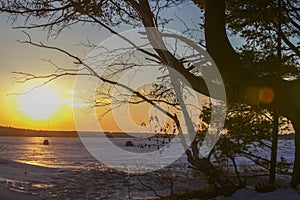 Trees at lake Superior shore foreground during winter sunset time