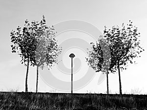 Trees and a lamppost in la Galea