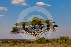 Trees landscape in Africa savannah bush