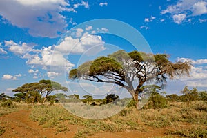 Trees landscape in Africa savannah bush