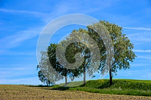 Trees and Landscape photo