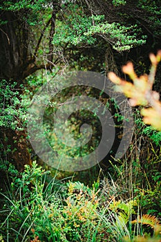 Trees and large green vegetation photo