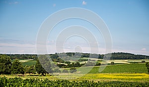 Trees on a large landscape covered in grass under the blue sky