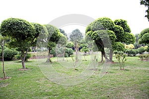 Trees and lawn arranged in park spring