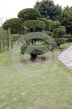 Trees and lawn arranged in park spring view