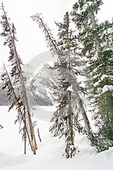 Trees leaning over frozen lake with mountain in background