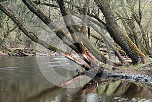 Trees leaning over a river