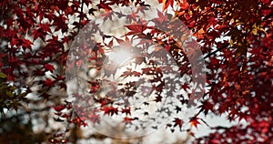 Trees, leaves and autumn with sunshine in park or garden, nature and landscape with environment outdoor. Forest, woods