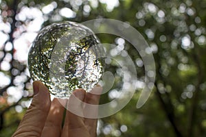 Trees and Leaves Captured in Glass Ball Looking Skyward