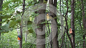 trees, leaves and colored birdhouses