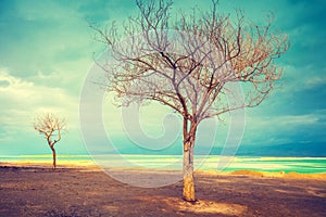 Trees without leaves on the Dead Sea shore