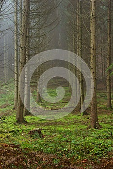trees without leaves in foggy forest