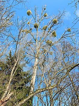 Trees without leaves and multiple bird nests against a blue sky. Winter scene