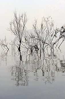 Trees without leaves reflected in the water