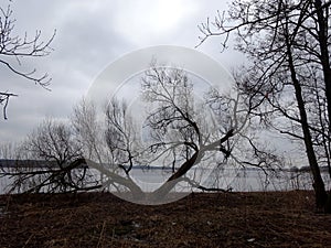 Trees without leaves in spring time by the lake