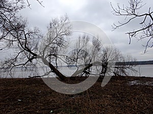 Trees without leaves in spring time by the lake